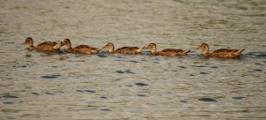 la-prueba-de-la-mala-influencia