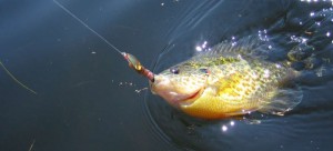 Les prometo algo mejor