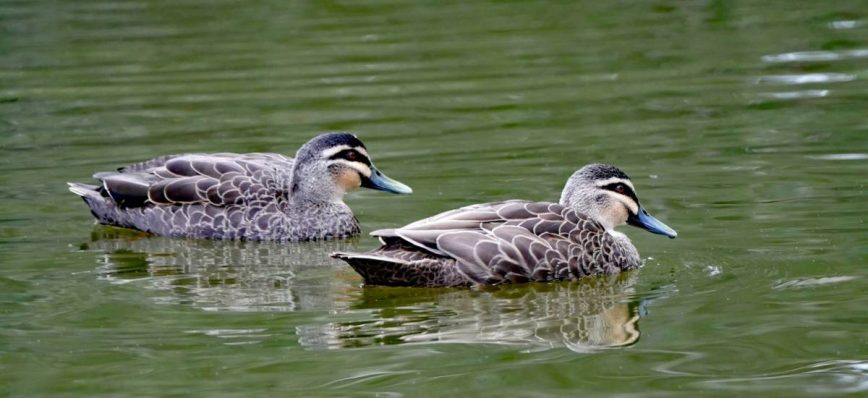5 pares de personas en 2 Timoteo