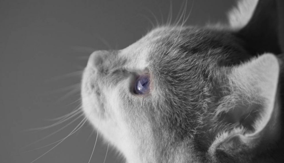 Habla, porque tu siervo oye