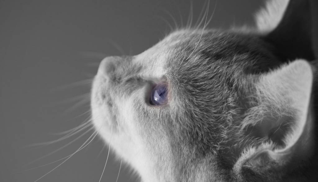 Habla, porque tu siervo oye