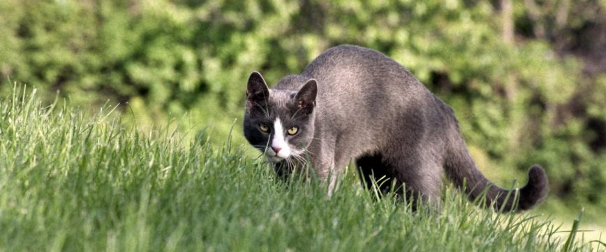Listos para obedecer