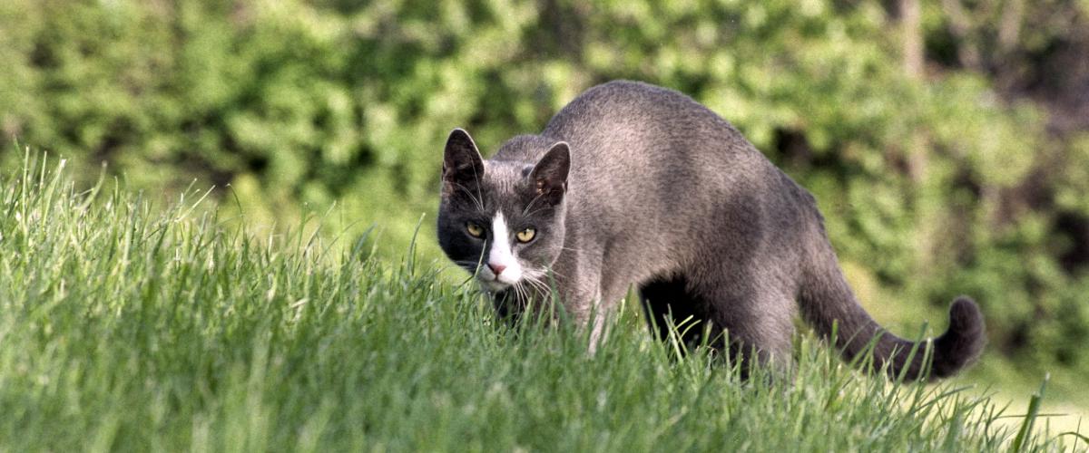 Listos para obedecer