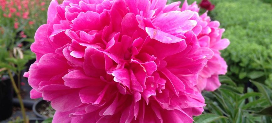 Jesucristo es perfecto