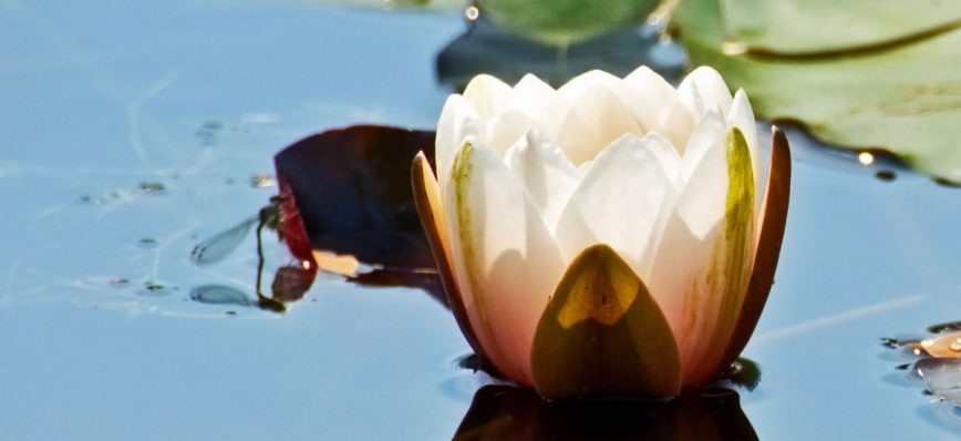 cómo encontrar la paz