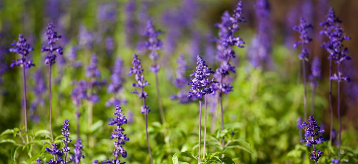 Featured image for “Gran Valor, Alto Honor”