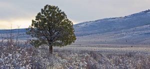 Cristo es completamente hombre