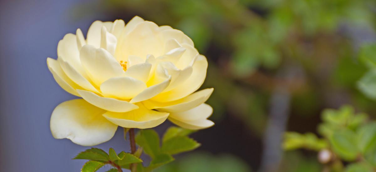 Featured image for “Un nuevo mandamiento”