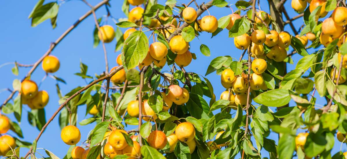 Featured image for “José, figura de Cristo – su nacimiento”