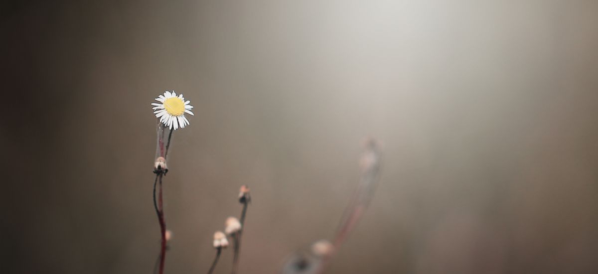 Featured image for “José, figura de Cristo – ‘Muerto’ y ‘Resucitado’”