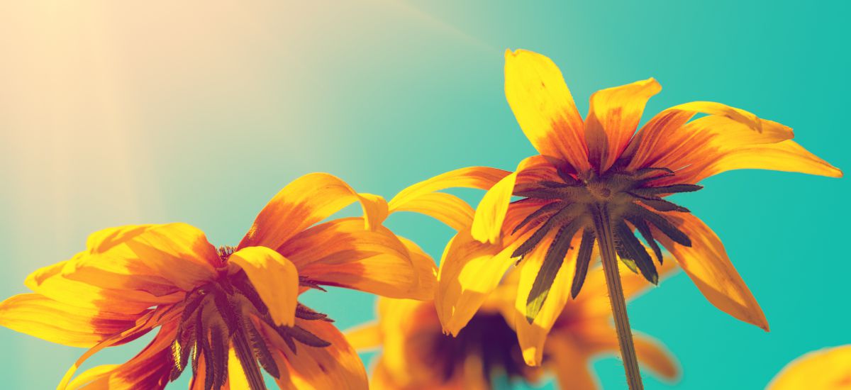 Featured image for “Su fidelidad y constancia”