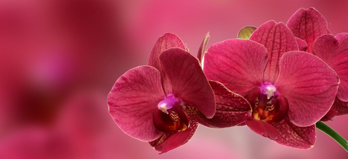 Featured image for “Amor sincero”