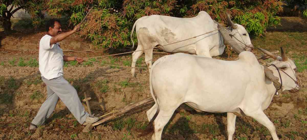 Featured image for “¿Qué significa dar coces contra el aguijón?”